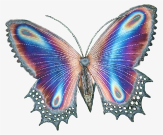 Transparent Butterfly Butterflies Butterflywings Magic - Butterflies And Hummingbirds: Coloring Book #1678080