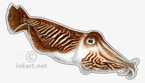 Wildlife Art - Common Cuttlefish Throw Blanket #1678199