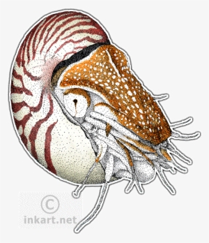 Chambered Nautilus #1678200