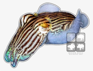 Striped Pyjama Squid - Pajamas #1678364