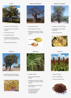 Desert Vegetation - Trends And Opportunities In The Production, Processing #1679775