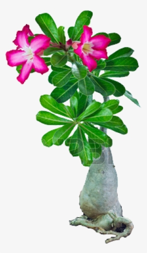 Cycad - Desert Rose #1680071