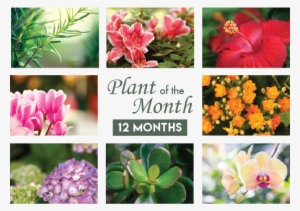 Plant Of The Month #1680278