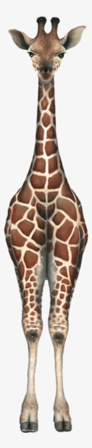 Baby Giraffe Jungle Wall Decal Sticker - Walls Of The Wild Giraffe #1689283