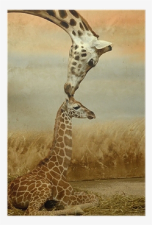 Baby Og En Mor Giraf #1689538