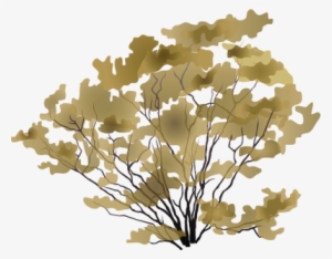 Ian Symbol Larrea Tridentata - Bush Drawing Png #1689726