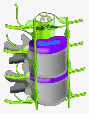 Ch13 Vertebral Column - Vertebral Column #1689976