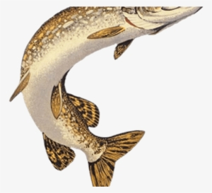 Png Black And White Download Northern Pike Muskellunge - Pike Drawings #1690563