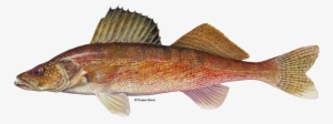 Fish Fabric - Walleye On White - White Custom Fabric #1690593
