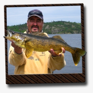 Ontario Walleye Fishing - Pull Fish Out Of Water #1690838