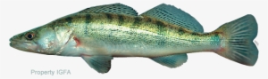 Zander - Zander Fish Transparent #1690990