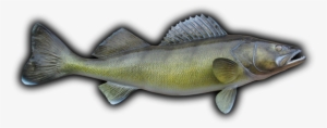 28" Walleye Fish Mount Replica - Perch #1691644