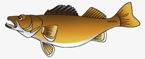 Minnesota State Fish - Walleye #1691691