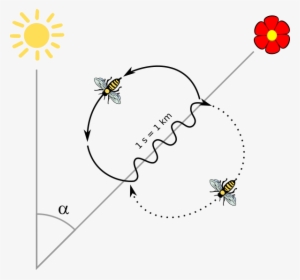 Karl Von Frisch Discovered That Honey Bee Workers Can - Танец Пчел #1692978