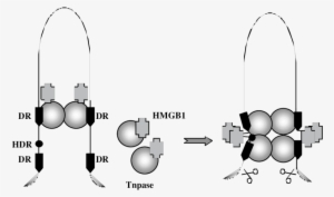 A Proposed Model For The Role Of Hmgb1 In Sleeping - Diagram #1693137