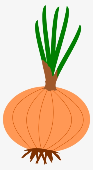 Picture Library Cliparts Shop Of Library Buy Clip Art - หอม หัว ใหญ่ Png #1693370