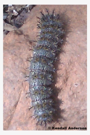 Family - Saturniidae - Caterpillar #1693421