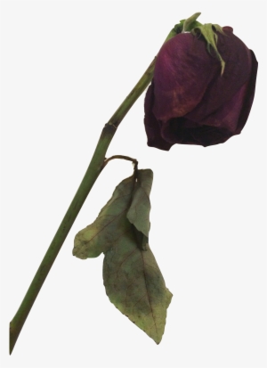 Dead Rose Png - Dead Flower Transparent Background #1693451