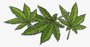 Hemp Vs - Marijuana - Hemp Leaves - Hemp #1693454