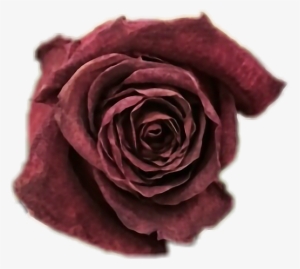 Deadrose Wiltedrose Typical Beauty Softgrunge Tumblr - Dead Rose Transparent #1693511