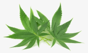 Ireland's Best Hemp Store - Bluebird Botanicals Advertising #1693572