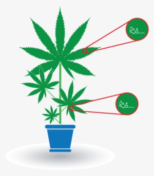Cannabis Background #1693624