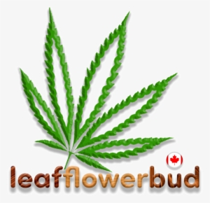 Leaf, Flower, Bud On Twitter - Canada #1693643