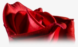 Healthy Red Rose - Garden Roses #1694064