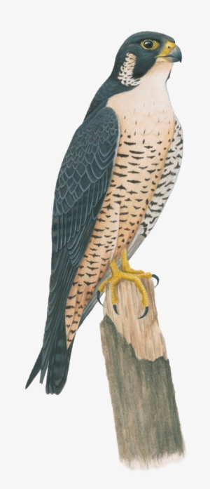 Peregrine Falcon - Falcon #1697297