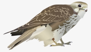 Prairie Falcon Clipart Transparent - Svg Falcon #1697477