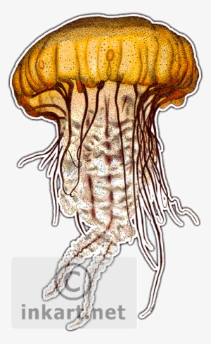 Pacific Sea Nettle Jellyfish - Jellyfish Of The World Throw Blanket #170295