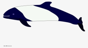 Commerson's Dolphin Raster Picture - Killer Whale #170320