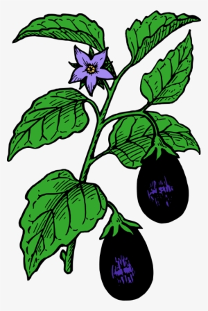 Eggplant Parmigiana Lasagne Tomato Drawing - Eggplant Tree Clipart #170385