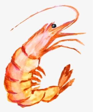 Image Cute Shrimp Cliparts Shop Of Library - กุ้ง Png #170456