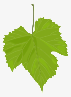Green Leaves Png Images Free Download Pictures - Grape Leaf Clip Art #170818