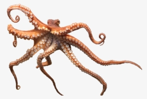 Share This Article - Octopus Png #170862