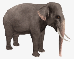 Free Png Elephant Png Images Transparent - Zoo Tycoon Asian Elephant #170931