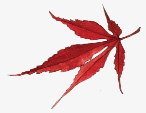 Japanese Maple Leaf - Portable Network Graphics #171071