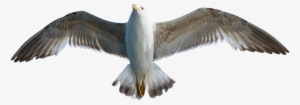 Γλάρος, Πουλί, Ζώο, Moewe Png Icons, Copyright Free - Seagull Png #171150