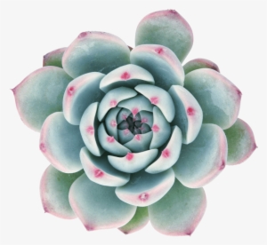 Echeveria 'tippy' Succulents - Succulent Png #171381