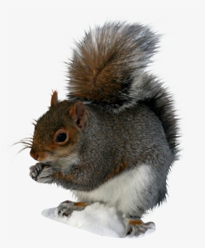 Squirrel Png Image - Squirrel Pngs #171401