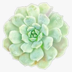 Picture Black And White Library Succulents Clip Art - Succulent Clipart Png #171578