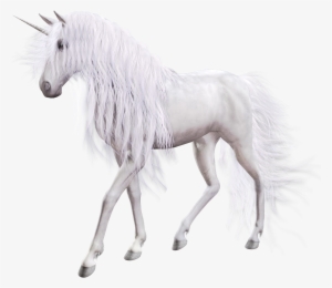Transparent Background White Unicorn #171602