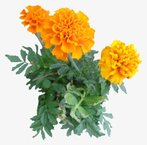 10 Free Plants & Flowers Png Images- At Dzzyn - Transparent Marigold Flower Png #171796