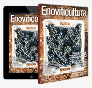 Enoviticultura - Gravel #172952 Enoviticultura - Gravel #172952