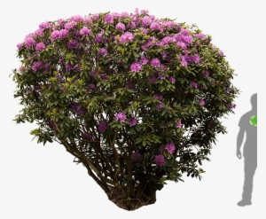 Dsc 0565 - Rhododendron Png #173080