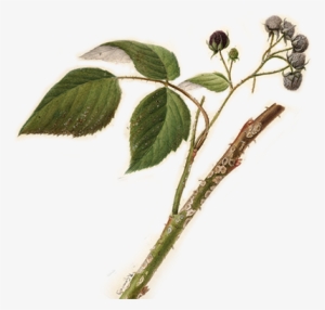 Bramble - Anthracnose Of Raspberry-1890 Lithograph, Green #173567