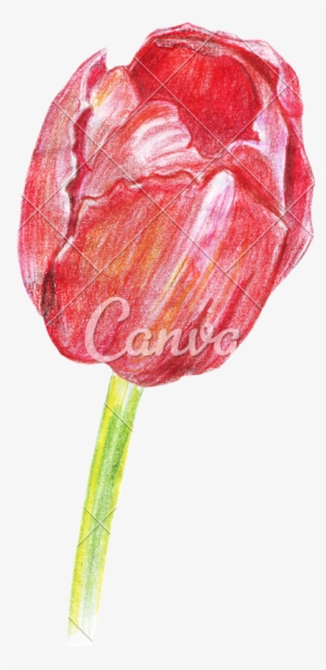 Hand Drawing Of Colored Pencils Watercolor Tulip - Drawing #173822