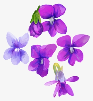 Go To Image - Watercolor Purple Flower Transparent #173954