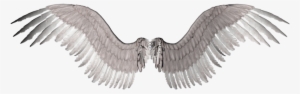 Newangelwings Photo By Kaiman94 - Bird White Wings Png Hd #174073